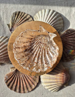 Charger l'image dans la galerie, Petit shell